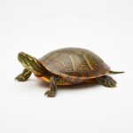 Painted Turtles