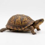 North American Box Turtles