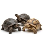 Tortoises
