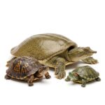 Turtles